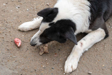 A large guard dog chews on a bone while lying on the groundの写真素材