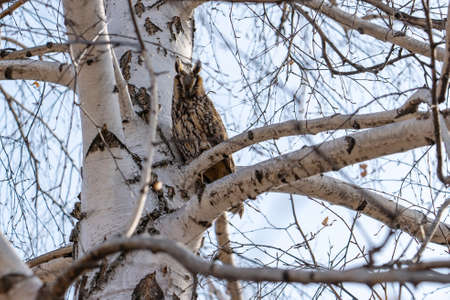 An owl sits on a birch branch, bottom view.の写真素材