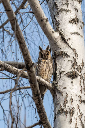 An eagle owl sits on a birch tree in the spring. Predatory birdの写真素材