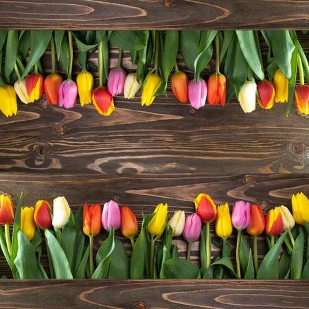 Beautiful multicolored tulips on a brown wooden background. square cropの写真素材