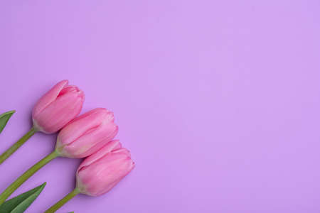 Bouquet of pink tulips on a pink background, cope spaceの写真素材