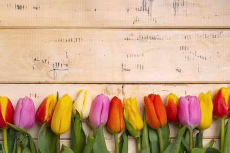 Beautiful spring tulips on a beige wooden background lie in a row, top viewの写真素材