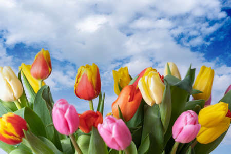 Multicolored tulips against the sky with beautiful cloudsの写真素材