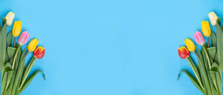 Multicolored tulips on a blue background, banner, copy-spaceの写真素材