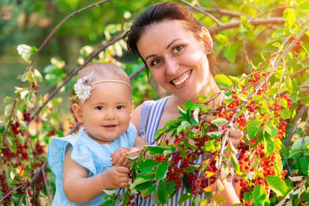 Portrait of a mother holding her newborn daughter in her arms among the green branches of bird cherry. Red berries of bird cherryの写真素材