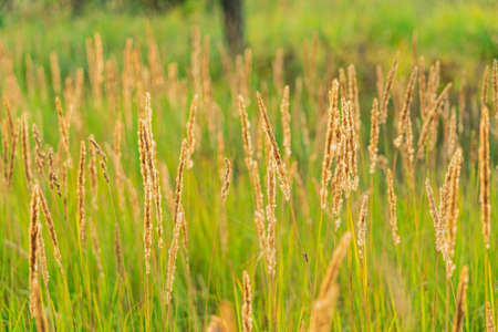 Nature backdrop, beautiful green field grass with fluffy spikelets. Closeupの写真素材