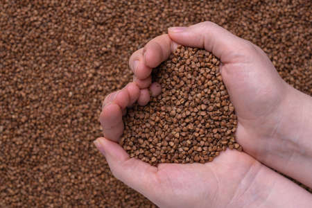 Women's hands with buckwheat in the palms in the shape of a heart. Love for buckwheatの写真素材