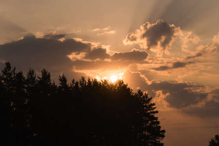 Sunset over pine forest, calm sceneの写真素材