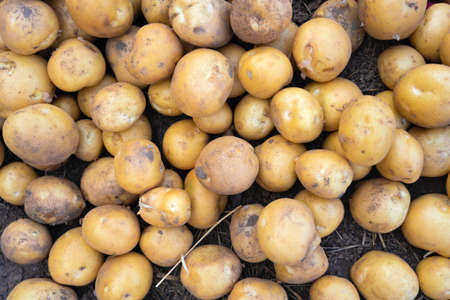 Potato tubers in a farmer's field top viewの写真素材