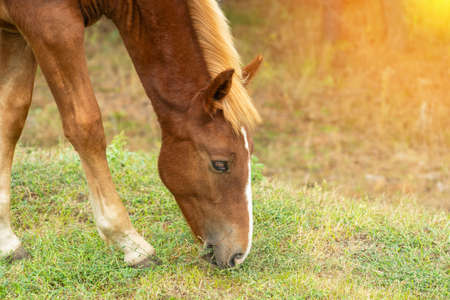 The head of a foal grazing in a meadow, a sunbeamの写真素材