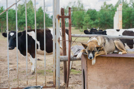 The dog yawns lying on the roof of the kennel. A mongrel dog guards a herd of cows in a pen on an animal farmの写真素材