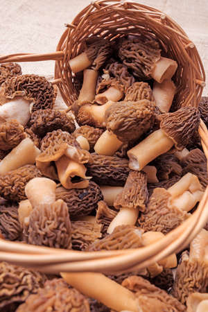 Morel mushrooms spilled out of the basket, vertical photo