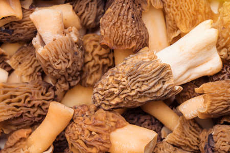 Morel mushrooms close-up, top viewの写真素材