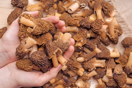 Pile of morel mushrooms in women's palms, top viewの写真素材