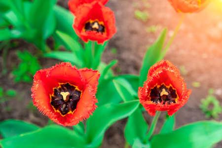 Group of red tulips in a flower bed, top view