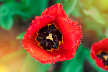 Bud of a red tulip in a flower bed, top viewの写真素材