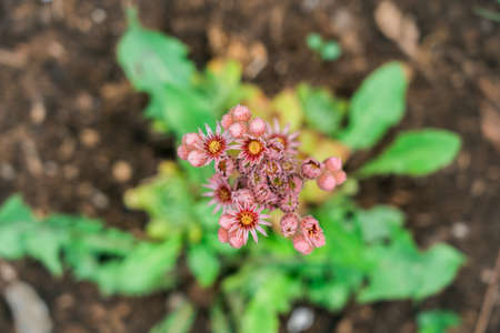 Crassulaceae flower top viewの写真素材