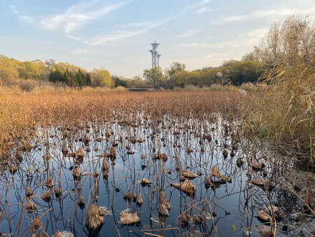 Landscape of a flooded field.の写真素材