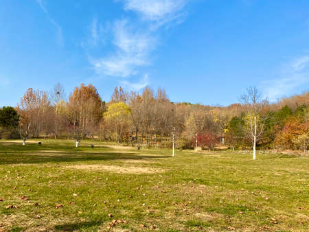 Autumn landscape with yellowed trees and blue sky in the parkの写真素材
