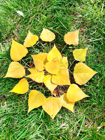 Yellow leaves in autumn on green grass. Top view.の写真素材