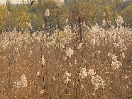 dry reeds in the field in the fall. High quality photoの写真素材