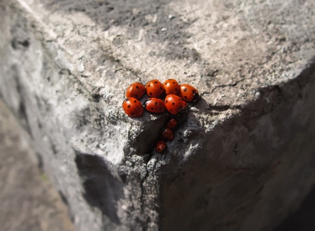 Family of ladybugs