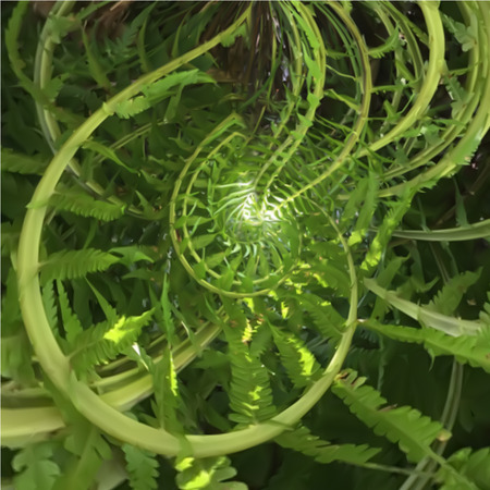 Abstract spiral of fern with positive vibrations