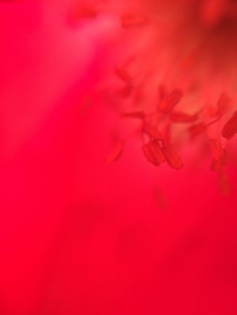 Blurred red poppy flower macro photo for background with tender petals, seed capsule or boll, stamens and pestle in soft scarlet tonesの写真素材