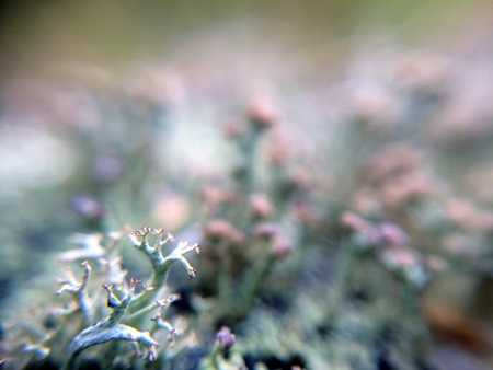 Lichen close-up background with abstract beautiful macro plant leavesの写真素材