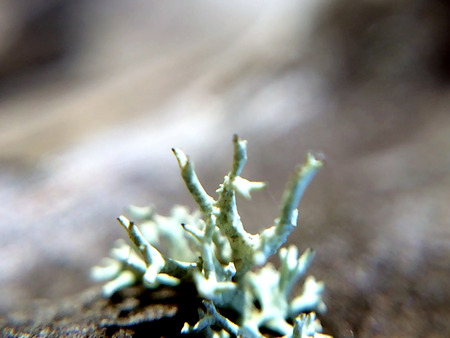 Lichen close-up background with abstract beautiful macro plant leavesの写真素材