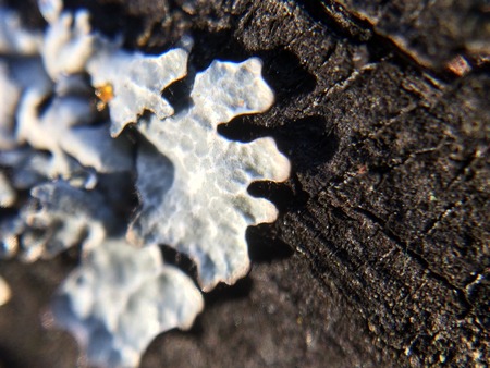 Lichen close-up background with abstract beautiful macro plant leaves
