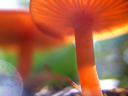 Defocused tiny red mushrooms macro photo in the natural forest for mystical fairytale backgroundの写真素材