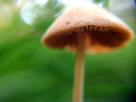Defocused tiny grey mushrooms macro photo in the natural forest for mystical fairytale backgroundの写真素材