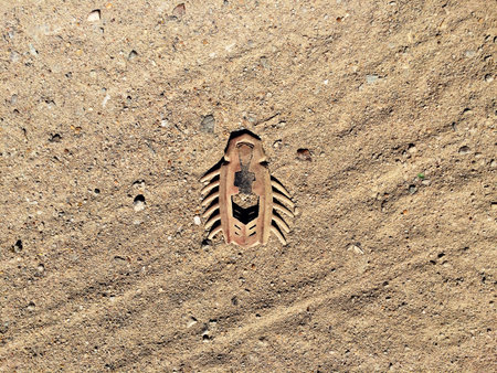 Broken rubber bug toy lies on sand in dust