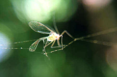 Mosquito in spider web macro photo. Abstract background with insect caught by arachnid netting...