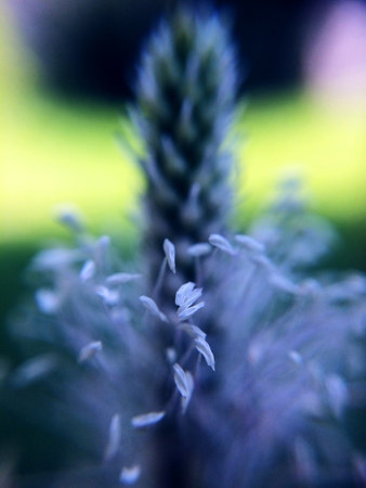 Plantain flower blooming close-up. Blurred macro photo of plantain ear petals.の写真素材