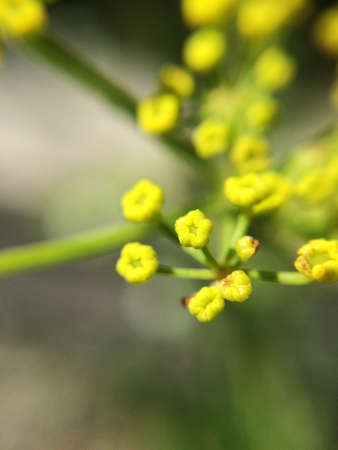 Yellow flower close-up. Blurred macro photo of blooming flower petals.