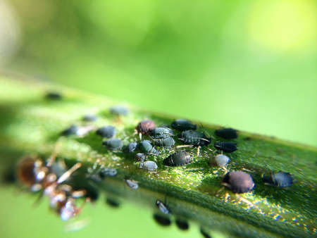 Black aphid on the grass or stem. Family of aphis damaging gardenの写真素材