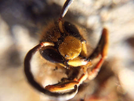 Dead wasp lying on the ground. Macro bug photography