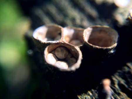 Background with cup-shaped brown muchrooms. Macro fungus photographyの写真素材