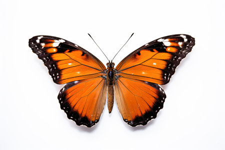 Butterfly with colorful wings isolated on white. Generative AIの素材