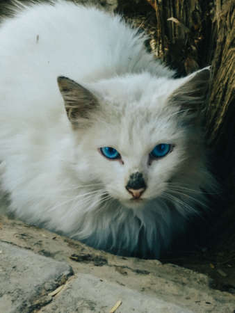 A Male Persian Stray Cat with Blue Eyes,A small Black Mark on his Nose, Resting Near a Tree.の写真素材