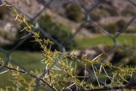 Thorns Behind Fence