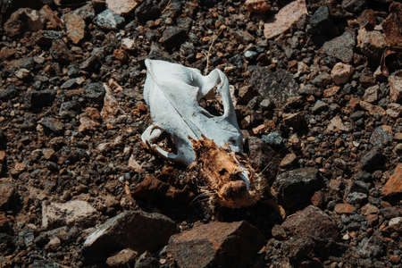 Picture Of a skull of an Animal left on groundの写真素材