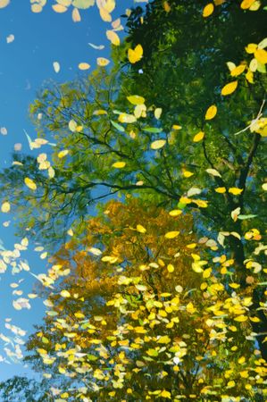 Autumn's green and gold trees reflected in water smoothの写真素材