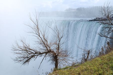 Tree against falling water of Niagara Fallsの写真素材