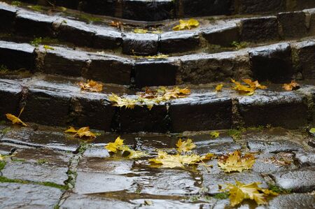 Yellow leves on old wet stairwayの写真素材