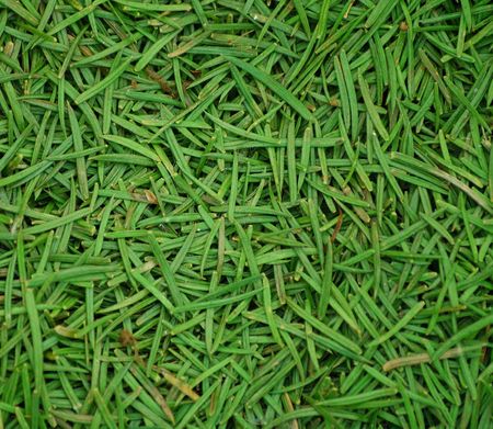 needles of a conifer close-upの写真素材