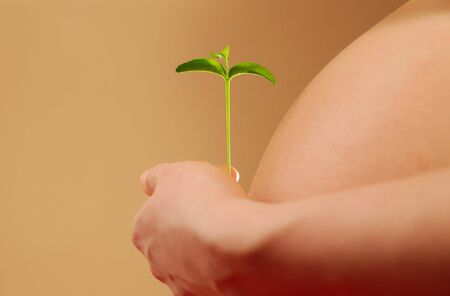 Pregnant woman belly and hand with young plant in warm light の写真素材