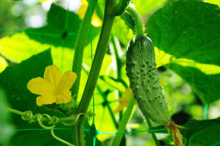Cucumber and its flowerの写真素材
